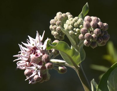 Milkweed