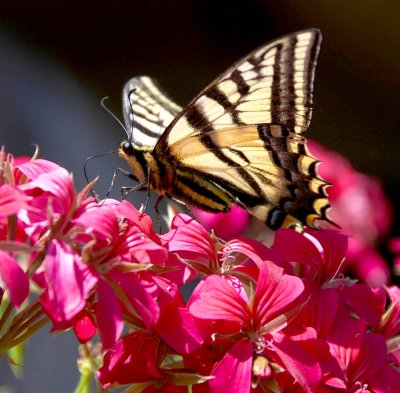 Geranium Butterfly