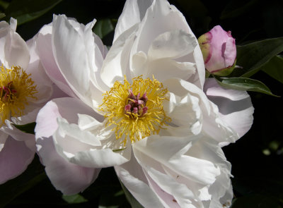 Paeony