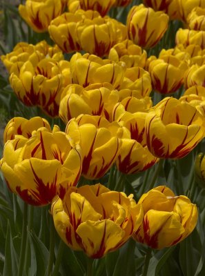 tulips