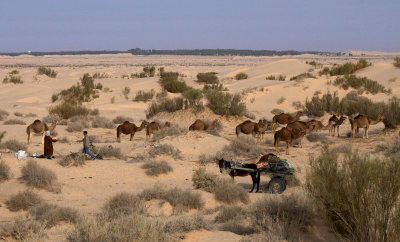 Camel herd.