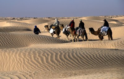 Sahara Camel Trek