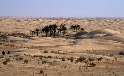 Oasis