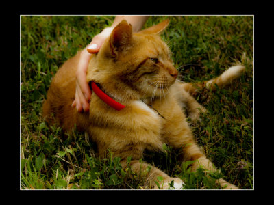 cat in a garden