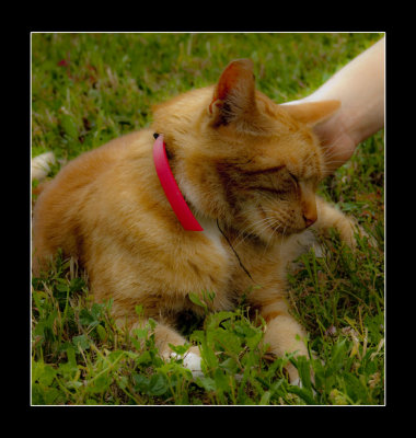 cat in a garden