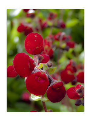 flower in the isle of skye.jpg