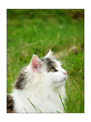 cat in skye