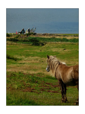 holy island free horse