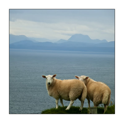 moutons  Skye