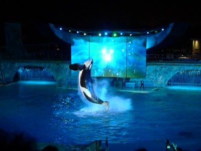Shamu