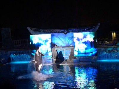shamu_rocks_