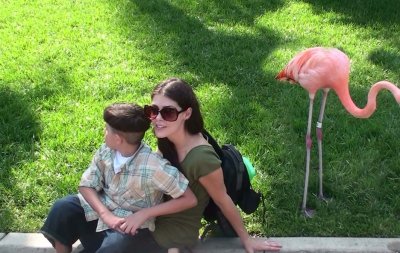 seaworlds_flamingos