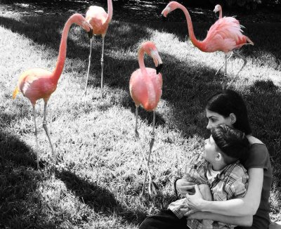 flamingos