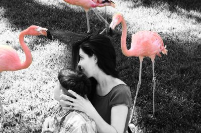 seaworlds_flamingos