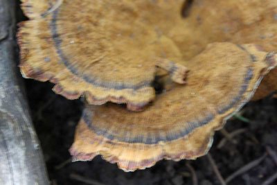 g1/75/960175/3/128949661.3oZXpJHI.jpg