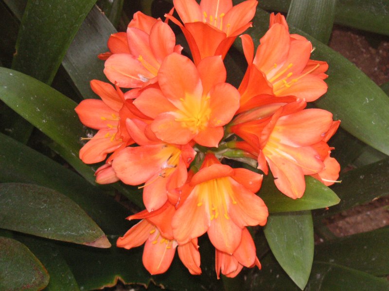 Tangerine