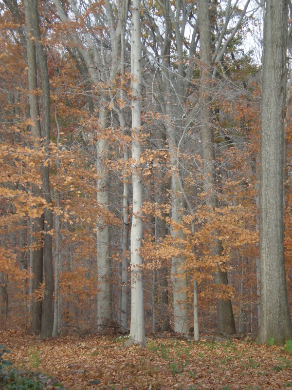 Autumn Trees