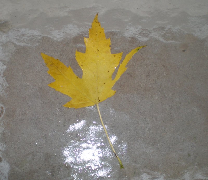 Yellow Ice