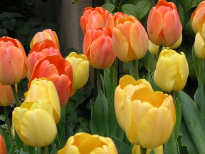 Mixed Tulips