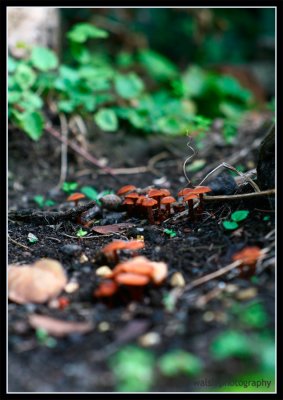 Mushroom-spring.jpg