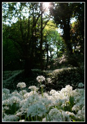 Wild-Garlic.jpg