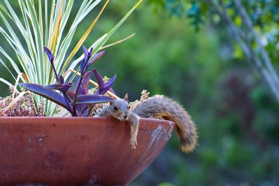 Squirrel in Flower Pot