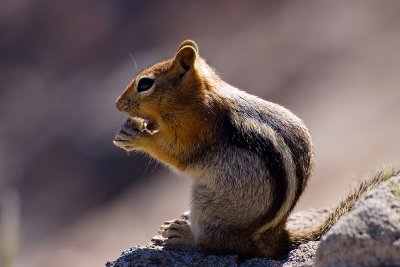 Chipmunk