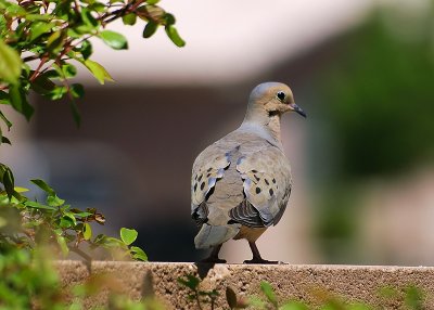 Dove