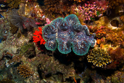 The giant clam 