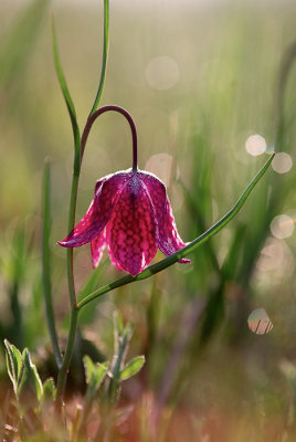 Snake's head fritillary (Fritillaria meleagris) Szachownica kostkowata