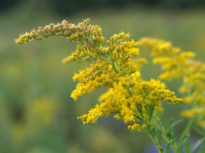 P9158991.jpg