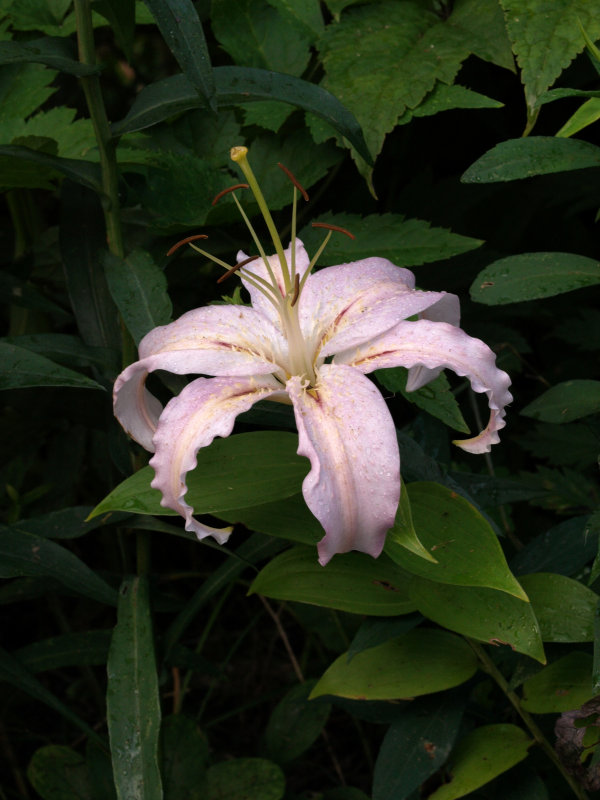 P8020164.jpg