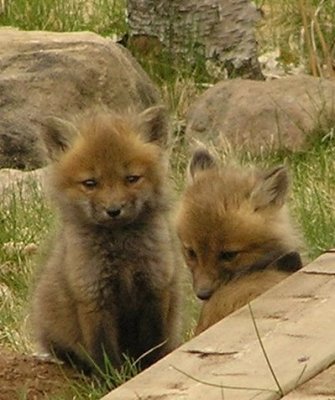 WILDLIFE:  Kits