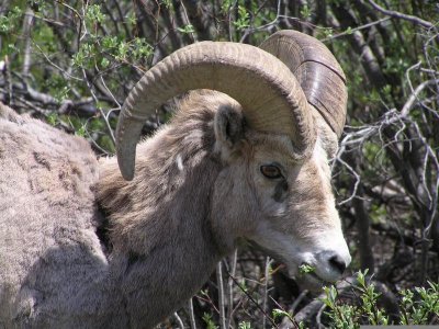 WILDLIFE:  Some big horns
