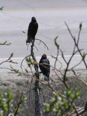 WILDLIFE:  Birds