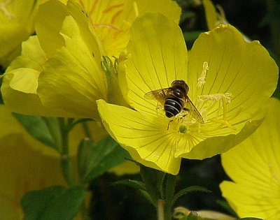 WILDLIFE:  Bee