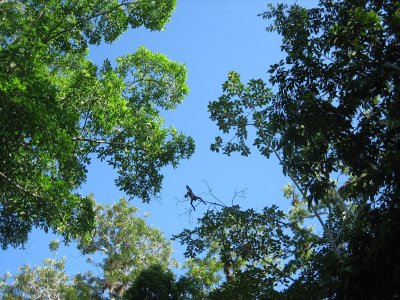 Junping monkey - Tikal