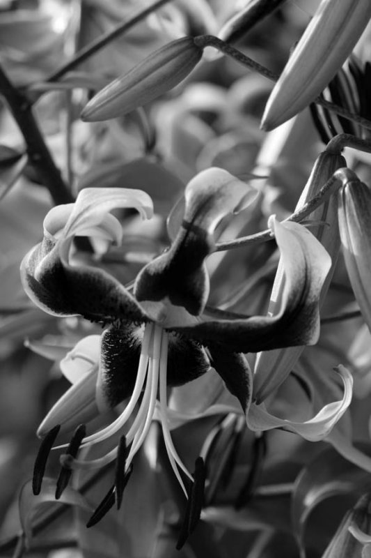 Lilly