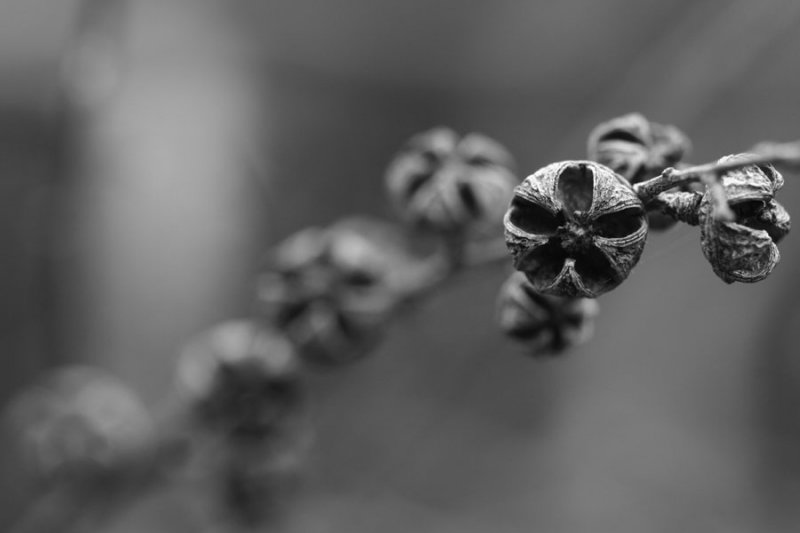 seed pods