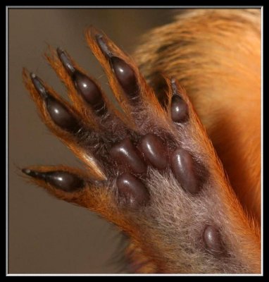 baby squirrel palm