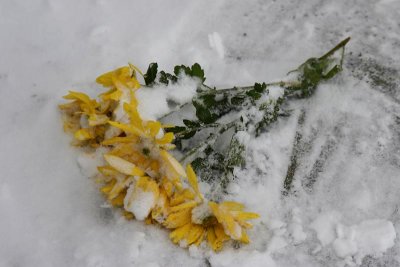 Discarded Bouquet