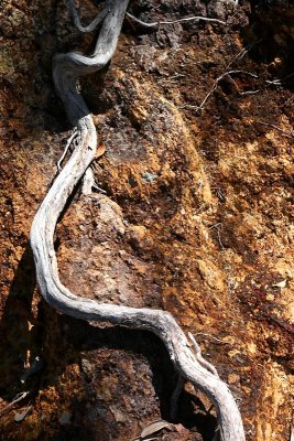 roots