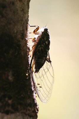 Cicada profile