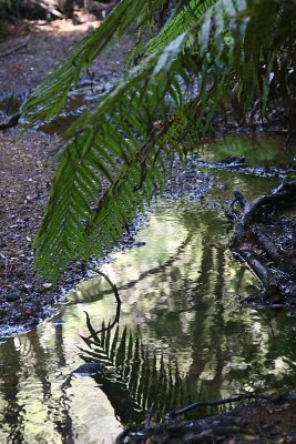 fern reflection