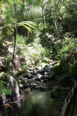 pool in the bush