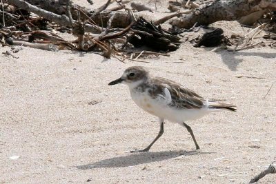 New Zealand Dotterel