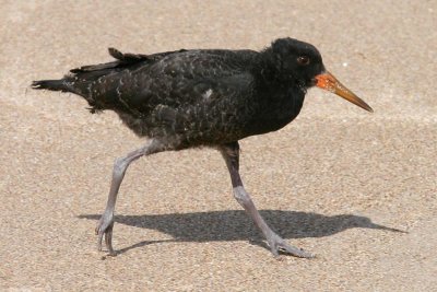 oyster catcher chick