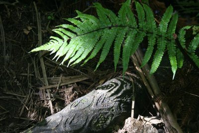 tree fern log
