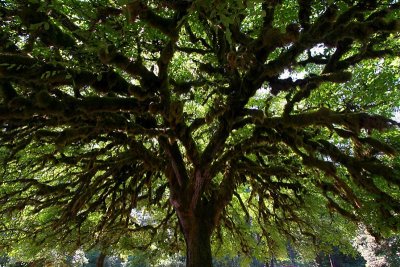 oak canopy