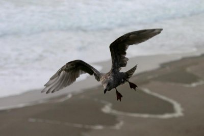 seagull at stall speed